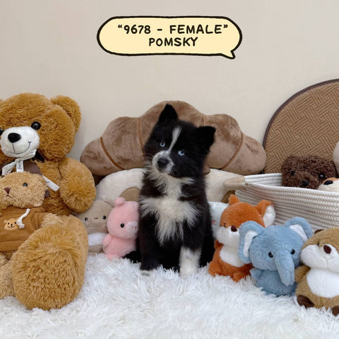 Pomsky - 9678 (Female)