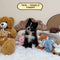 Pomsky - 9678 (Female)