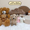 Mini Dachshund Cream Longhair - 2165 (Male)