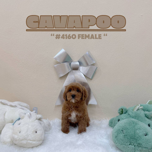 Cavapoo - 4160 (Female)