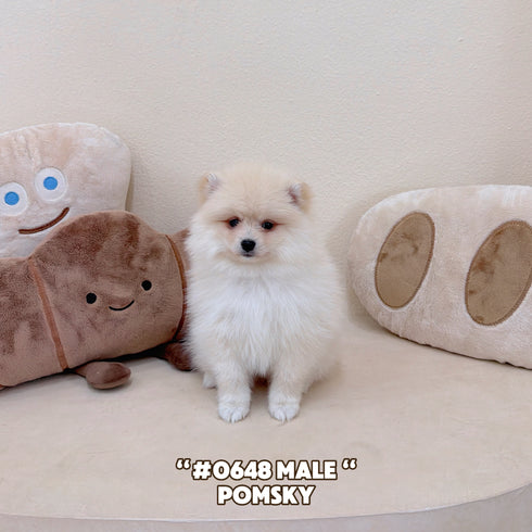 Pomsky - 0648 (Male)