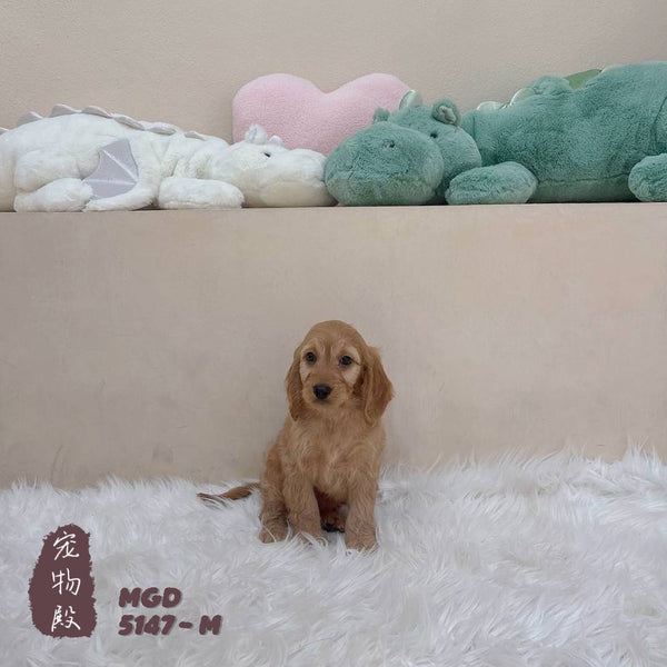 Mini Goldendoodle - 5147 (M)