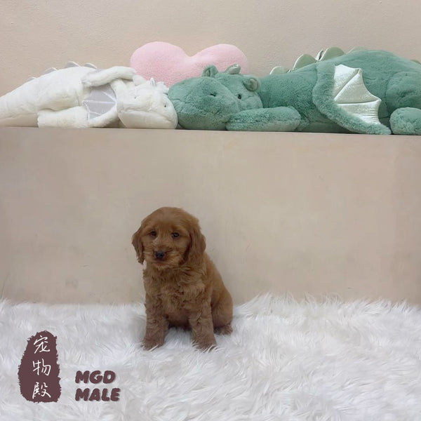 Mini Goldendoodle - 5323 (M)
