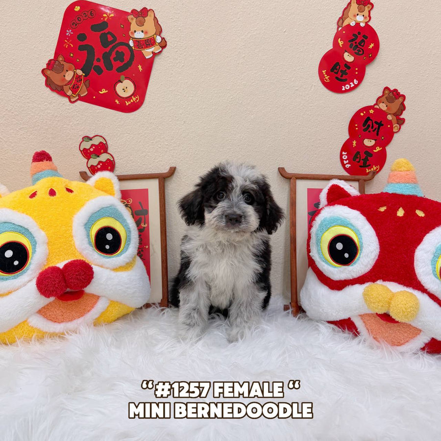 Bernedoodle - 1257 (Female)