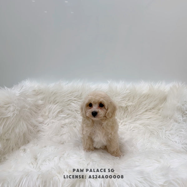 Mini Golden-doodle - 5861 (M)