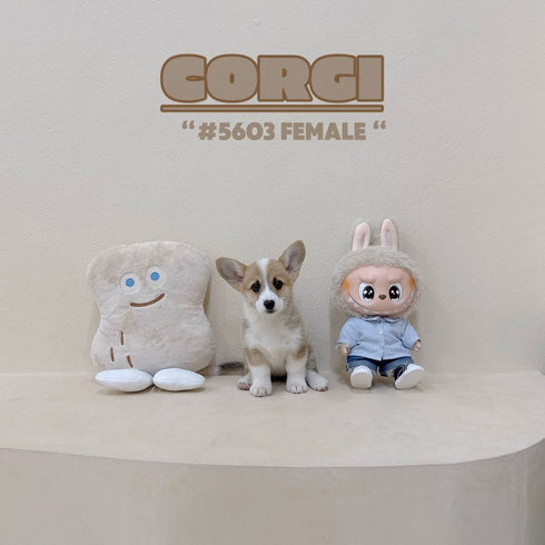 Corgi - 5603 (Female)
