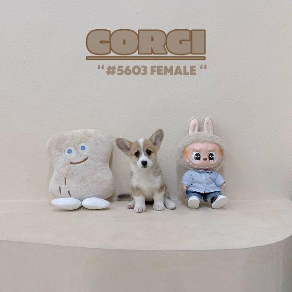 Corgi - 5603 (Female)