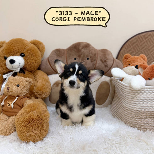 Corgi Pembroke Welsh - 3133 (Male)