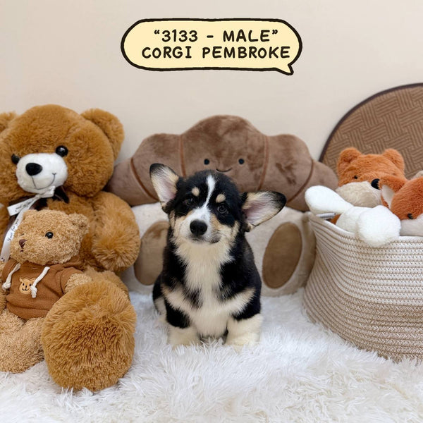 Corgi Pembroke Welsh - 3133 (Male)