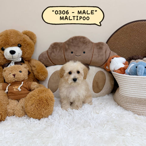 Maltipoo - 0306 (Male)