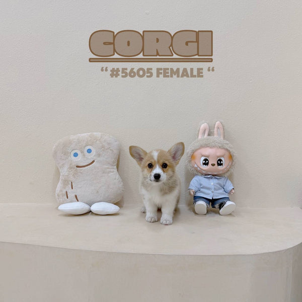 Corgi - 5605 (Female)