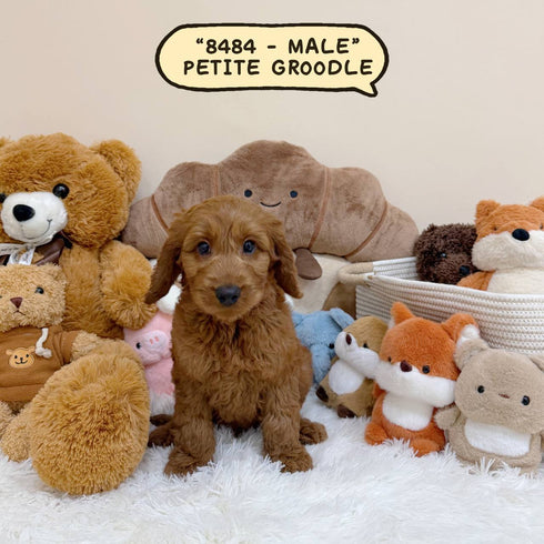 Petite Groodle - 8484 (Male)