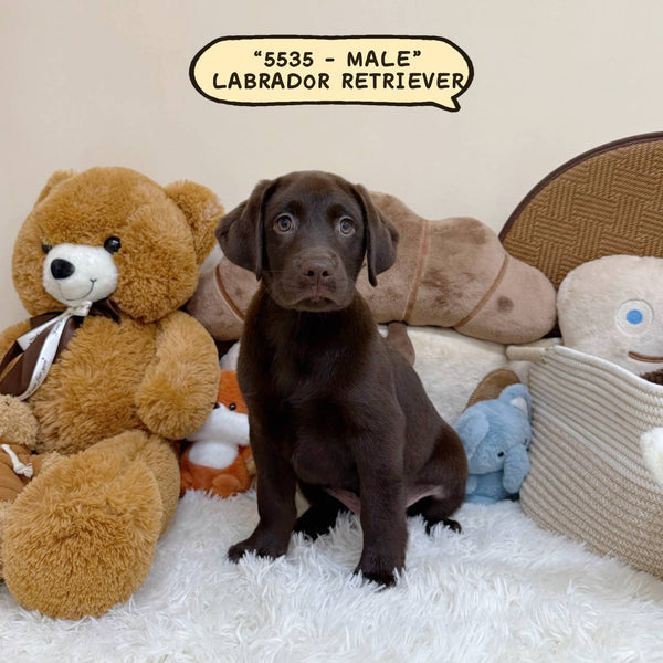 Labrador Retriever - 5535 (Male)