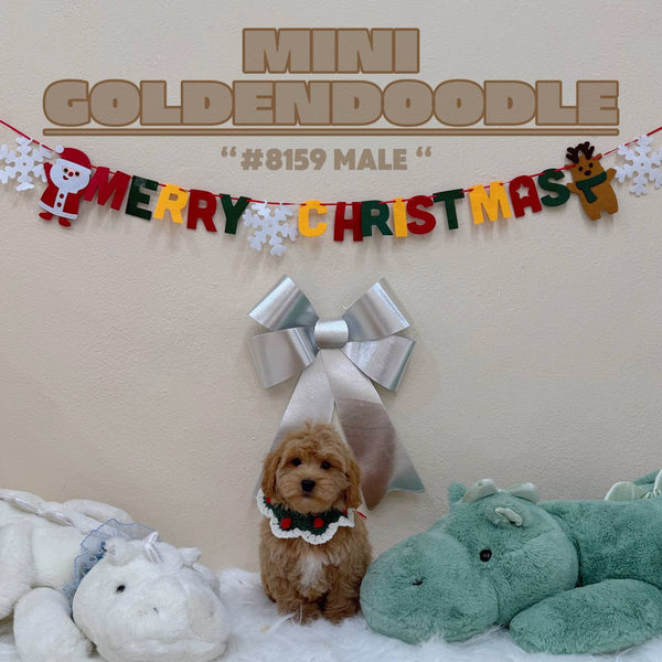 Mini Goldendoodle - 8159 (M)