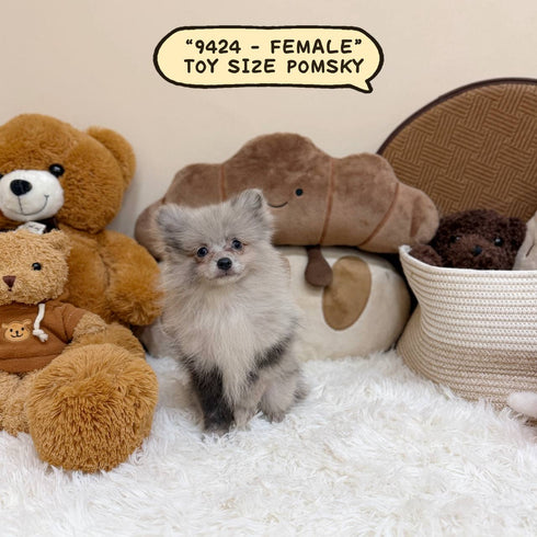 Pomsky (Toy Sized) – Female | Microchip 9424