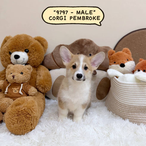 Corgi Pembroke Welsh - 9797 (Male)