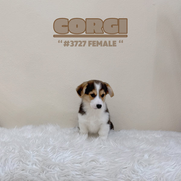 Corgi (Pembroke Welsh) - 3727 (F)