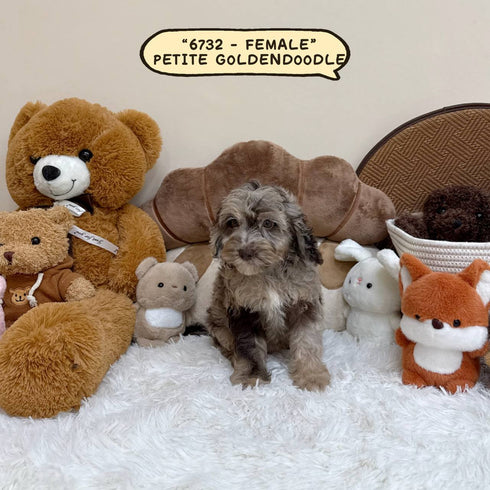 Petite Goldendoodle - 6732 (Female)