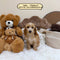 Petite Goldendoodle - 7665 (Female)