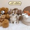 Corgi Pembroke Welsh - 9719 (Male)