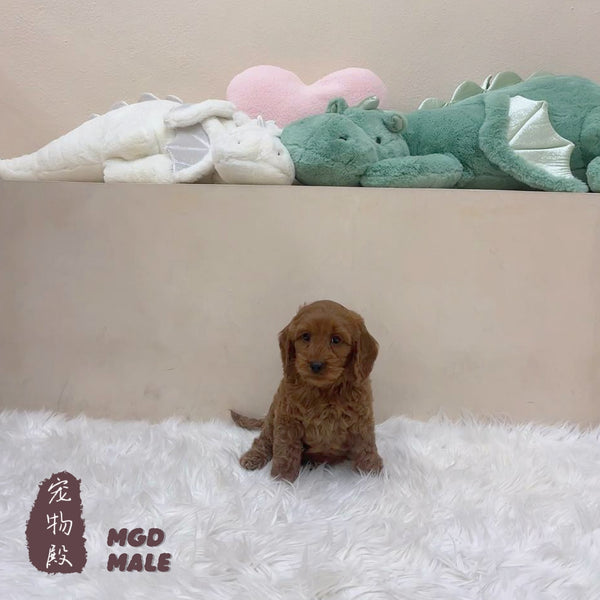 Mini Goldendoodle - 5172 (M)