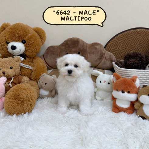 Maltipoo - 6642 (Male)