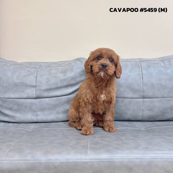 Cavapoo - 5459 (M)
