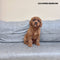 Cavapoo - 5459 (M)