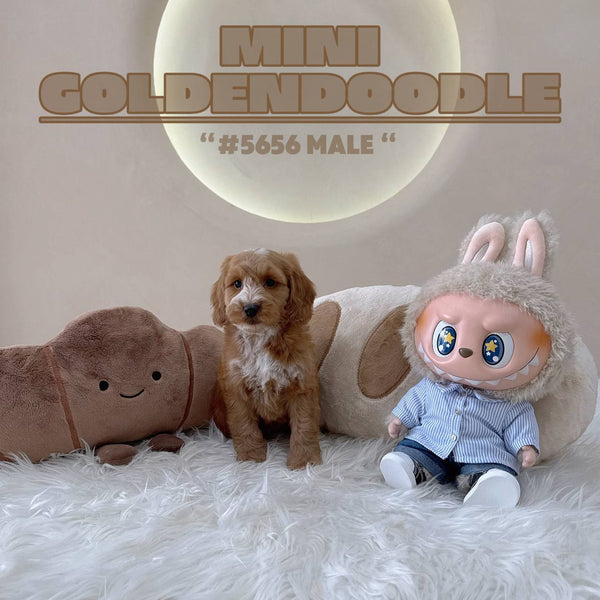Mini Goldendoodle - 5656 (M)