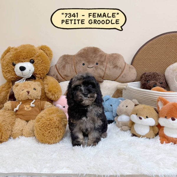 Petite Groodle - 7341 (Female)