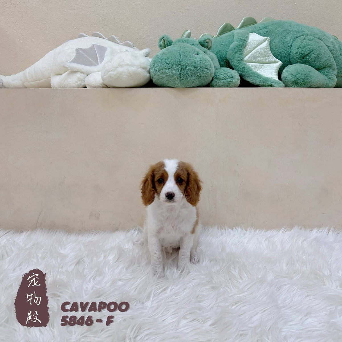 5846 Cavapoo - 5846 (F) – Paw Palace SG
