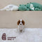 Cavapoo - 5846 (F)