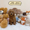 Petite Groodle - 9622 (Male)