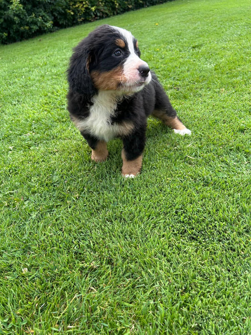 Bernese Mountain Dog