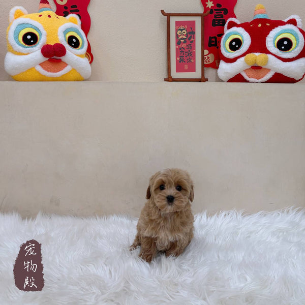 Maltipoo - 1058 (M)