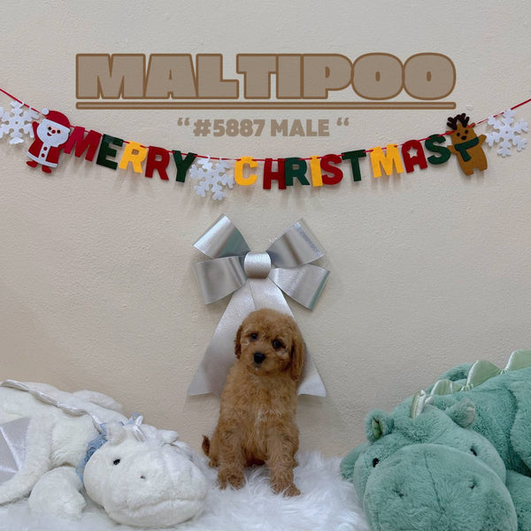Maltipoo - 5887 (Male)