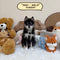 Pomsky - 9664 (Male)