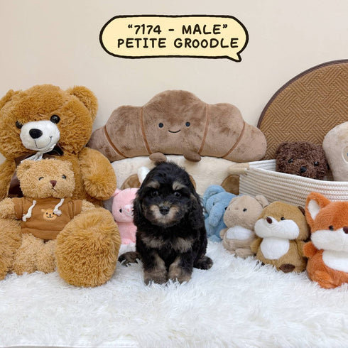 Petite Groodle - 7174 (Male)