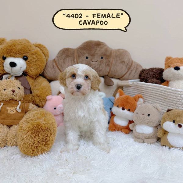 Cavapoo - 4402 (Female)