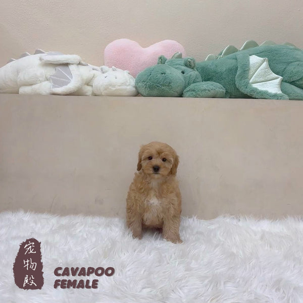 Cavapoo - 5280 (F)