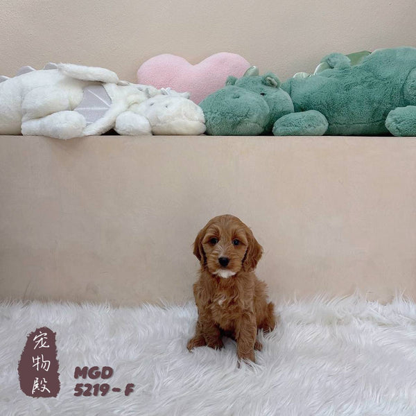 Mini Goldendoodle - 5219 (F)