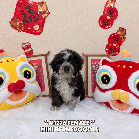 Bernedoodle - 1276 (Female)