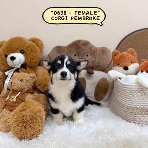 Corgi Pembroke Welsh - 0638 (Female)