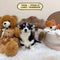 Corgi Pembroke Welsh - 0638 (Female)