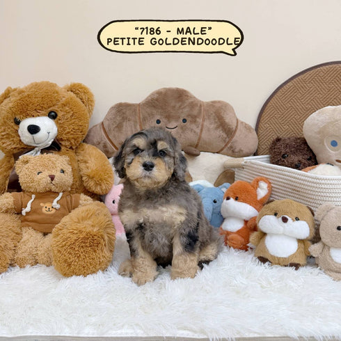 Petite Goldendoodle - 7186 (Male)