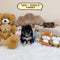 Pomsky - 5878 (Female)