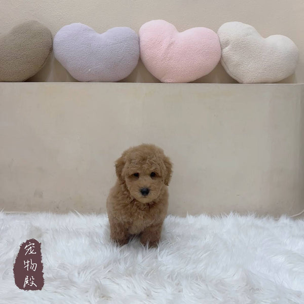 Mini Goldendoodle - 5679 (M)