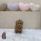 Mini Goldendoodle - 5679 (M)