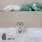 Maltipoo - 1689 (M)