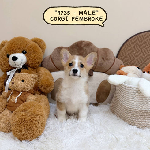 Corgi Pembroke Welsh - 9735 (Male)
